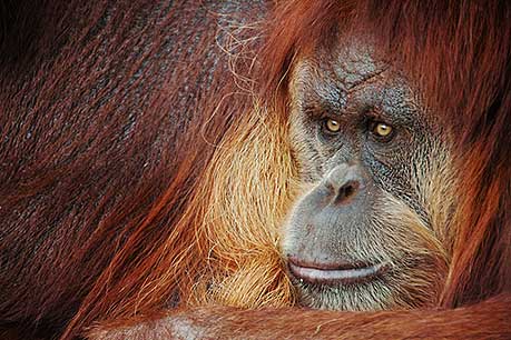 YOUNG ORANGUTAN