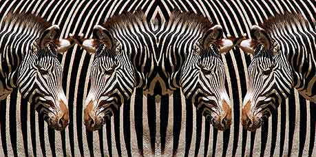 ZEBRA DESIGN