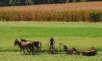 Amish farming