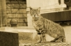 Parisian Cat