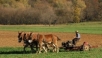 Amish farmer