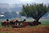 Amish morning chat