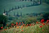 Poppies at Monticchiello