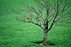 Tree at La Foce, Monticchiello