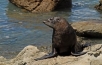 Arctocephalus forsteri, New Zealand