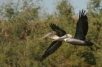 CALIFORNIA BROWN PELICANS