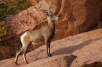 COLORADO MOUNTAIN GOAT