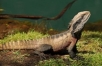 EASTERN WATER DRAGON, Australia