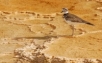 KILLDEER PLOVER, Mammoth Springs