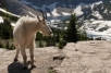 MONTANA MOUNTAIN GOAT