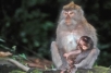 MOTHER AND CHILD, Macaca fascicularis