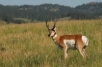 PRONGHORN ANTELOPE