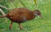 WEKA, New Zealand