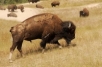 WILD BISON